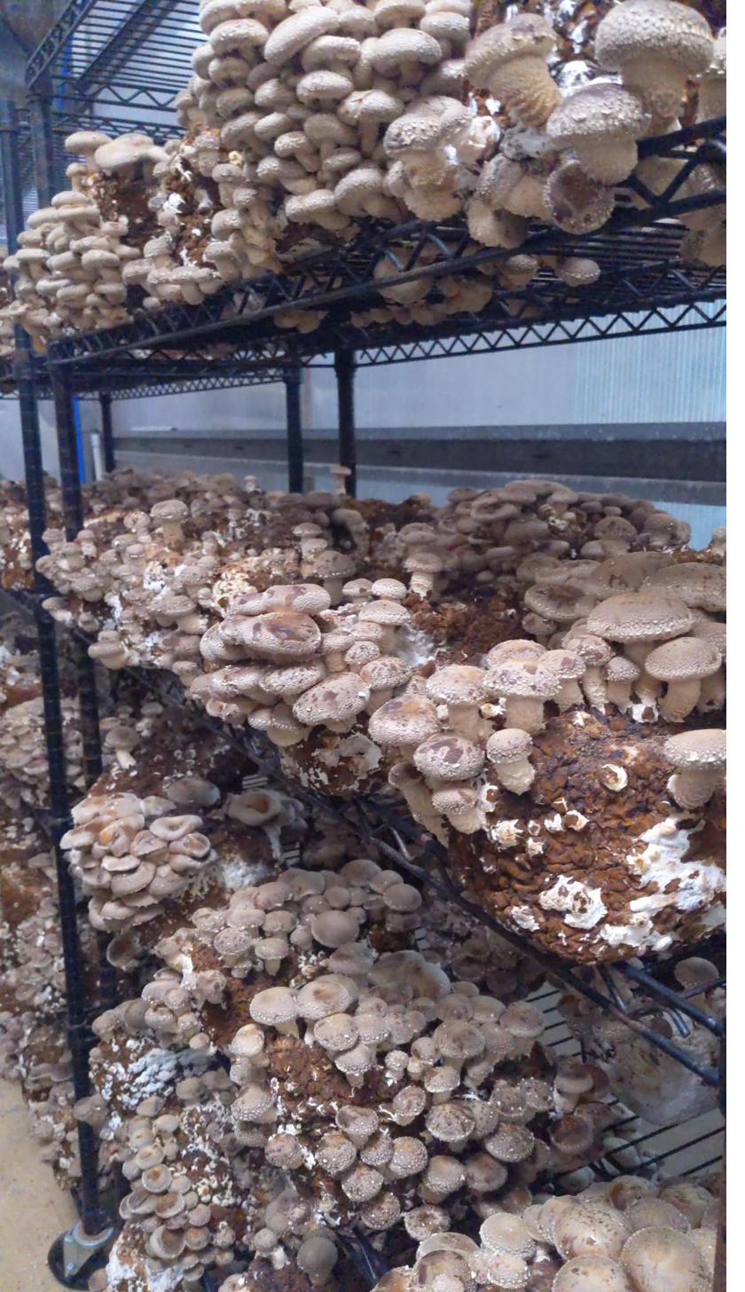 Spent mushroom substrate — research deployment feedstock